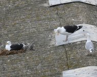 GBB Gull_Torry_180520b.jpg