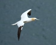 gannet hang.JPG