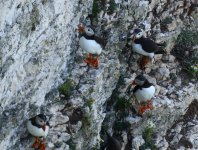 puffins social distancing.JPG