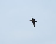 Great Skua_Girdle Ness_180520a.jpg