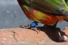 Painted Bunting Ring.JPG