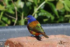 Painted Bunting.jpg