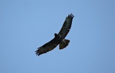 Buzzard 003.JPG