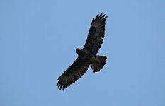 Buzzard 004.JPG