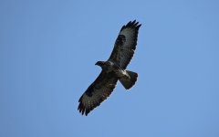 Buzzard 006.JPG