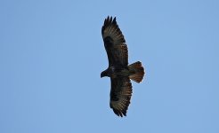 Buzzard 007.JPG