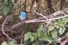 20200109 (49)_Blue-breasted_Kingfisher.JPG