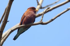 20200109 (52)_Broad-billed_Roller.JPG