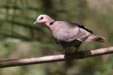 20200109 (58)_Red-eyed_Dove.JPG