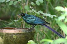 20200109 (69)_Long-tailed_Glossy_Starling.JPG