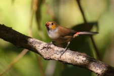 20200109 (70)_Orange-cheeked_Waxbill.JPG