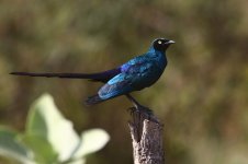 20200109 (79)_Long-tailed_Glossy_Starling.JPG