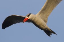 20200109 (84)_Caspian_Tern.JPG