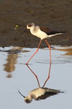 20200109 (87)_Black-winged_Stilt.JPG