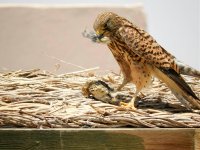 Kestrel and the pipit 25.4.2020.jpg