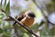 New Zealand Fantail nz 1.jpg