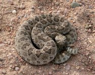 praire-rattelsnake-in-morgan-county.jpg