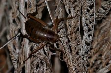 Giant Weta nz 1.jpg