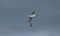 White-capped Albatross nz 2.jpg