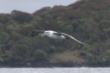 White-capped Albatross nz 3.jpg