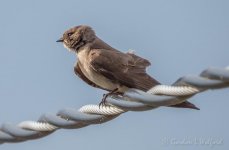 Bird On A Wire_DSCN17315.jpg