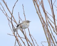 Siberian Chiffchaff_Girdle Ness_270320a.jpg