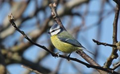 Blue Tit 002.JPG