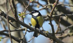 Great Tit 002.JPG