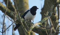 Magpie 004.JPG