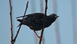 Starling 004.JPG