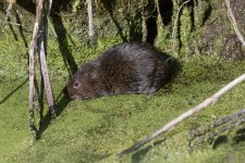 Water Vole (6).jpg