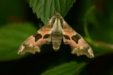 20200517 (1)_Lime_Hawk-moth.JPG
