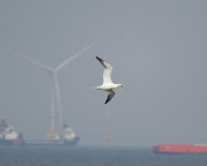 Gannet_Girdle Ness_250420a.jpg