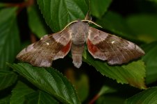 20200517 (4)_Poplar_Hawk-moth.JPG