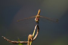 20190629 (4)_Red-veined_Darter.JPG