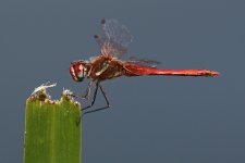 20190629 (6)_Red-veined_Darter.JPG