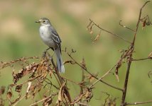 DSC00002 Citrine Wagtail @ San Tin.jpg