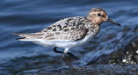 Little Stint.jpg