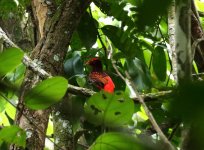 red cotinga2.JPG