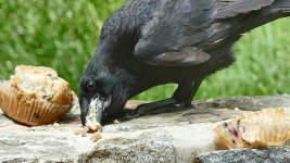 crow eating stale muffins.mp4_20200520_133958.244.jpg
