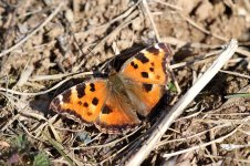 Yellow-legged Tortoiseshell lab 1.jpg