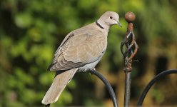 Collared Dove 001.JPG