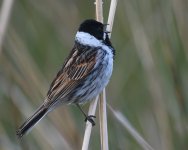 Reed Bunting_Girdle Ness_200520a.jpg