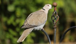 Collared Dove 002.JPG