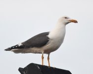 LBB Gull_Girdle Ness_200520a.jpg