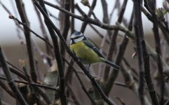 Blue Tit 001.JPG