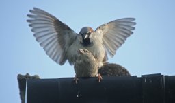 House Sparrow 001.JPG