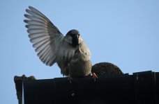 House Sparrow 002.JPG