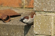 House Sparrow 007.JPG