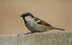 House Sparrow 008.JPG